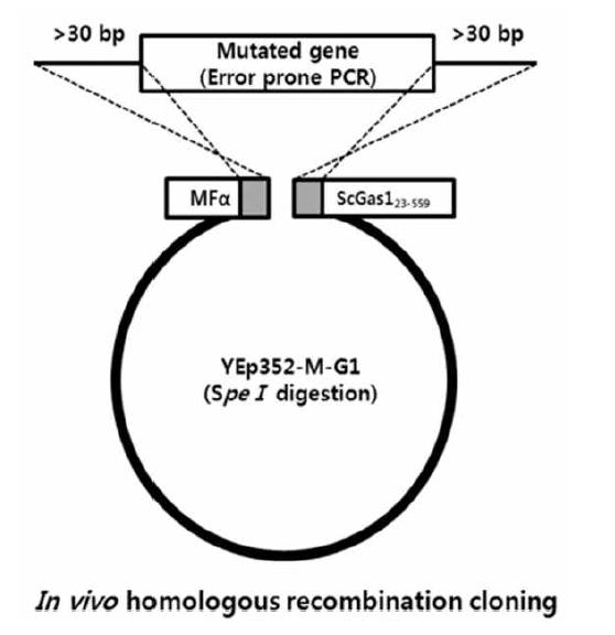 실수유발 PCR을 이용해 얻은 Gcase 유전자의 생체내 클로닝 모식도