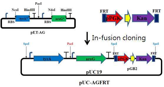 FRT 기반으로 한 tyrosine 고생산 생합성 모듈 삽입 벡터pUC-AGFRT