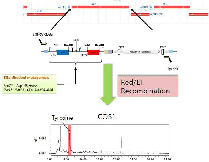 Red/ET recombination 시스템을 통한 tyrR 유전자 위치에 feedback-inhibition 유전자 tyrA*와 aroG*을 삽입한 균주(COS1) 개발