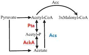 Acetate metabolism