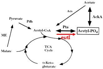 phospho-transacetylase (EutI) 반응 경로