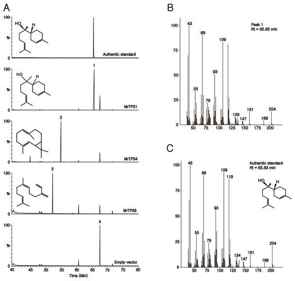 In vivo screening of sesquiterpene synthases isolated from Matricaria recutita.