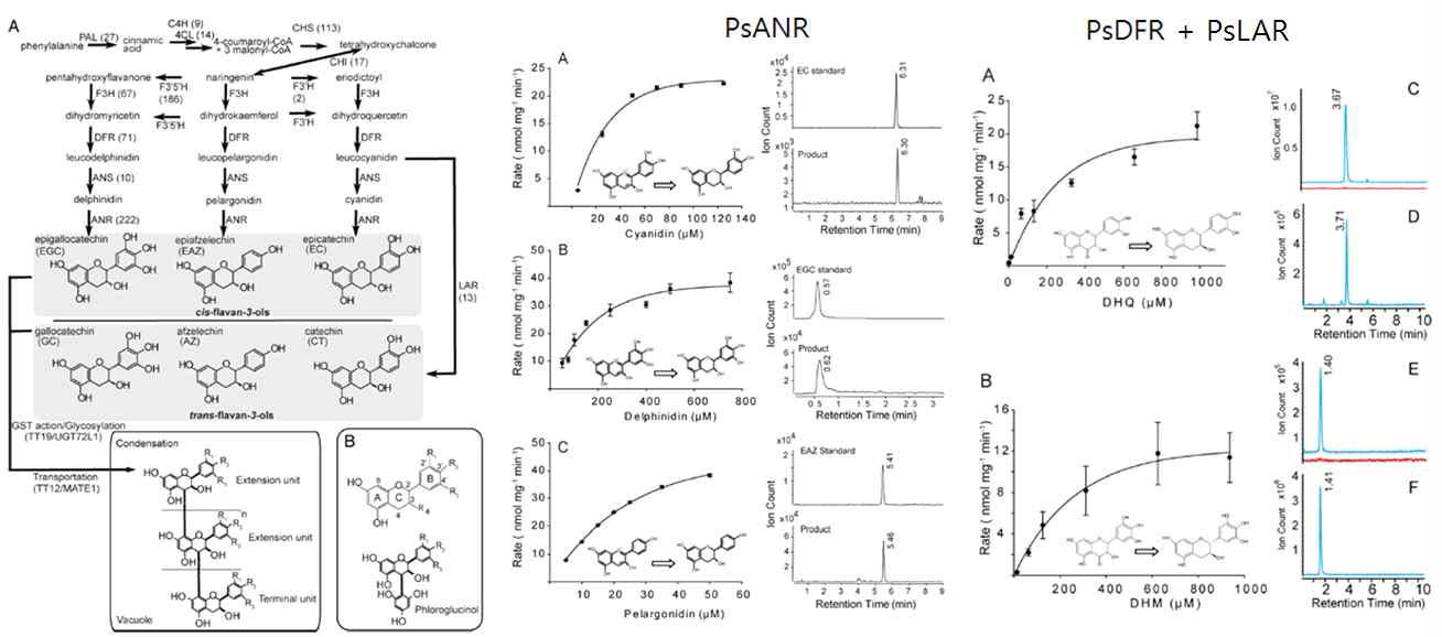 Proanthocyanidins and their derivatized products, and the in vitro PsANR, PsDFR and PsLAR assays.