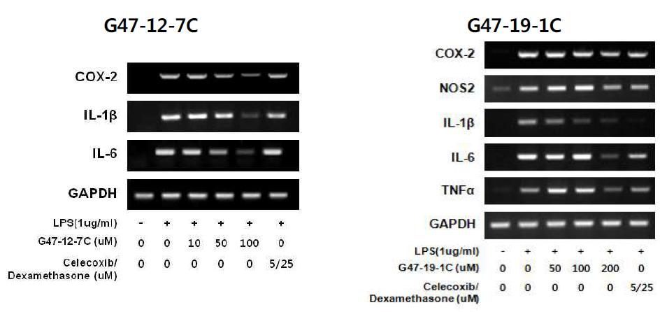 초과 추출물 및 화합물의 cytokine 발현 결과