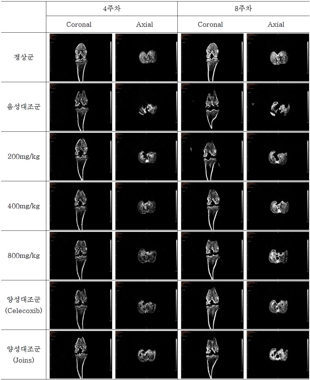 실험동물의 4주, 8주 차 micro-CT 관절 영상