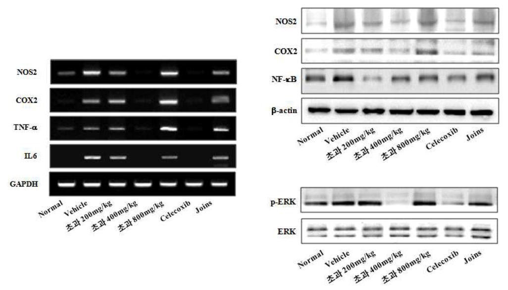 관절조직에서의 NOS2, COX-2, TNF-a, IL-6 와 phosphorylation of ERK 발현분석