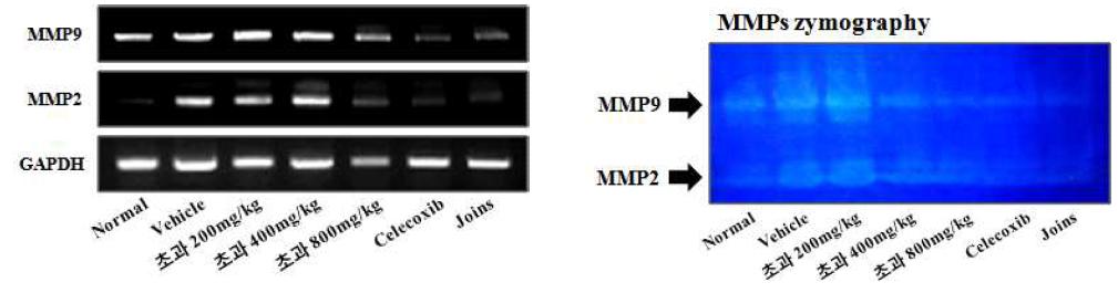 관절조직에서의 MMP-2, MMP-9의 발현 및 활성 결과