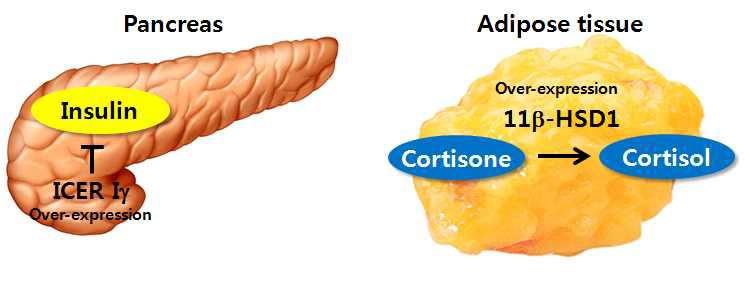 췌장에서 ICER Ig와 지방조직에서 11b-HSD1의 역할