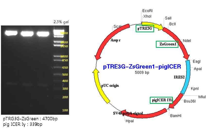 TRE-3G에 의해 ZsGreen과 ICER Iγ 단백질 발현 시스템 구축