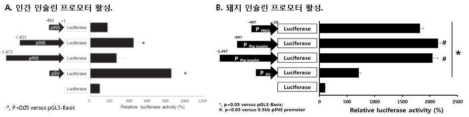 인간 또는 돼지의 인슐린 유전자 프로모터 활성도 평가