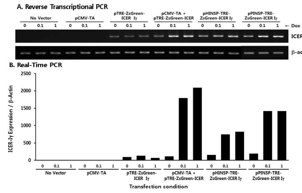 MIN6에서 Dox에 의한 돼지 ICER-Iγ의 과발현을 (Q)RT-PCR을 통해 확인