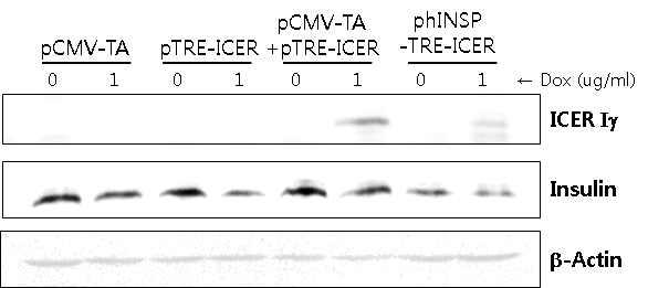 MIN6에서 Dox에 의한 돼지 ICER-Iγ 단백질의 과발현 확인