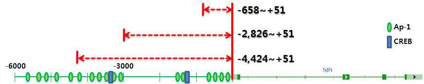 돼지의 ap2 프로모터 세분화 모식도