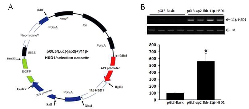 돼지 11β-HSD1 유전자 과발현 벡터 지도