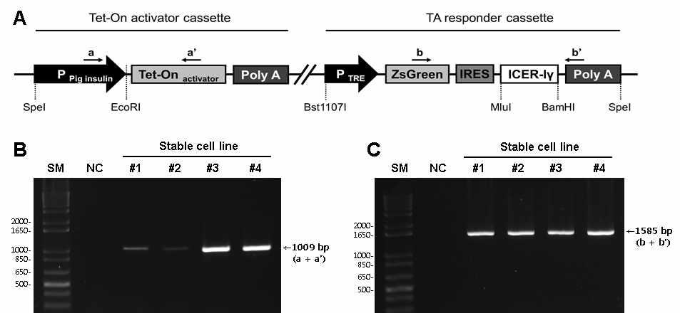 돼지 인슐린 프로모터에 의한 돼지 ICER Iγ 유전자 형질전환 세포주 확립
