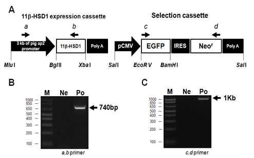 돼지 11β-HSD1 유전자 형질전환 세포주 확립