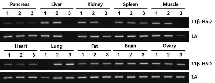 형질전환 미니돼지의 장기별 RNA로부터 수행한 RT-PCR 결과