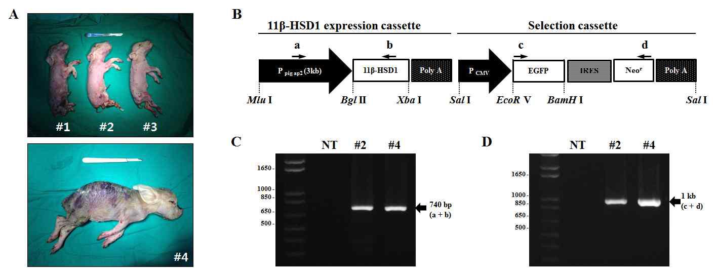 형질전환 복제 돼지의 지노믹 유전체에서 11β-HSD1 유전자 도입의 확인