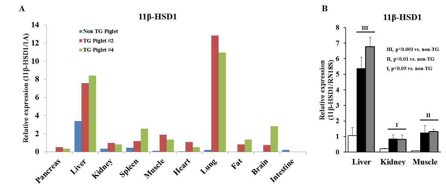 미니돼지의 장기별 11β-HSD1 유전자의 발현 비교