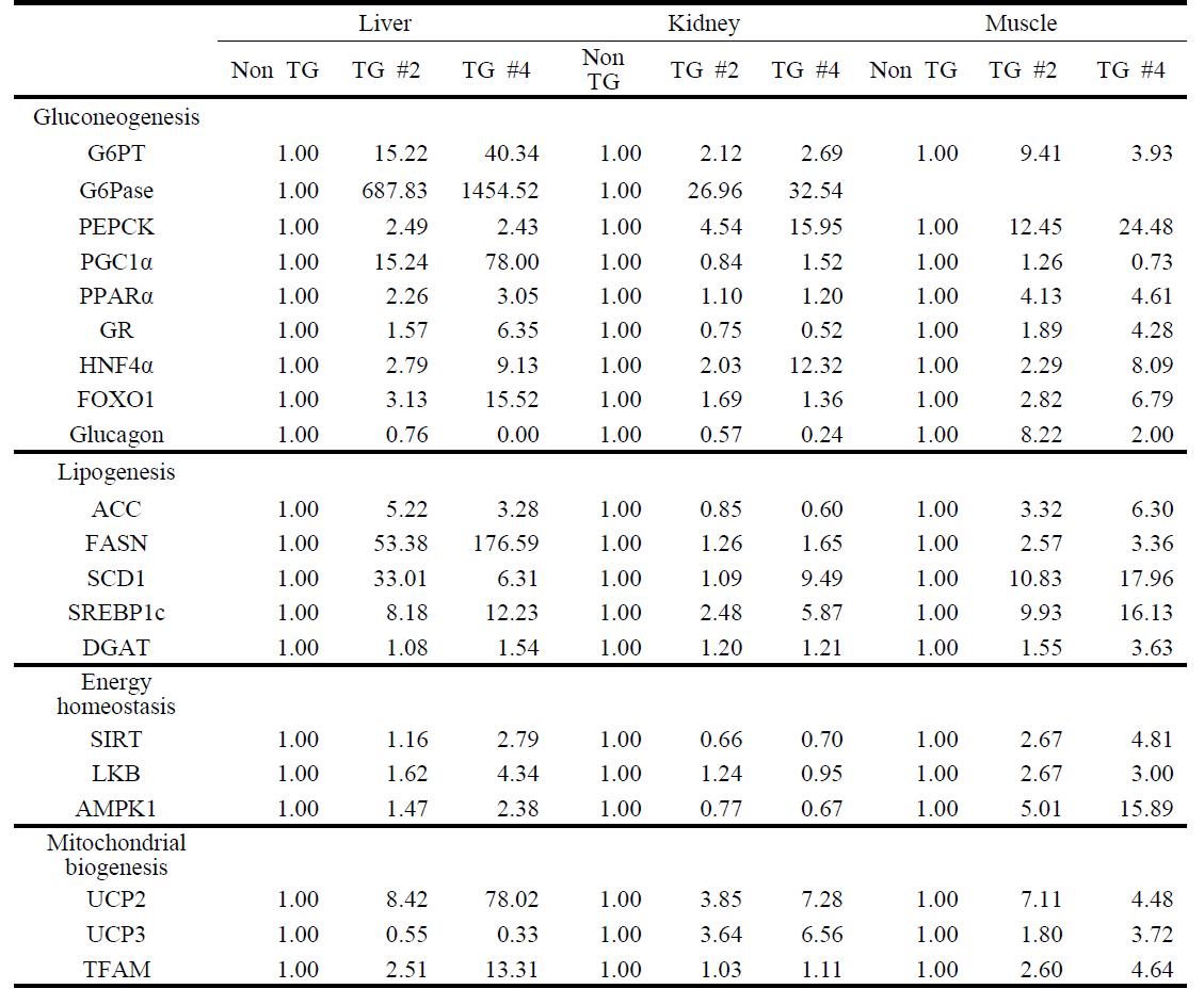 당신생, 지질생성, 에너지 항상성, 미토콘드리아 생합성 관련 유전자들의 발현 양상　