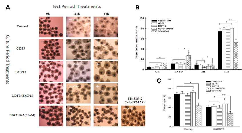 돼지 난자에 BMP15 (100 ng/mL), GDF9 (100 ng/mL), GDF9+BMP15 (20ng/mL + 20 ng/mL), SB431542 (30 μM)를 처리시 난구세포 확장 및 염색체의 감수 제 2분열에 미치는 영향.