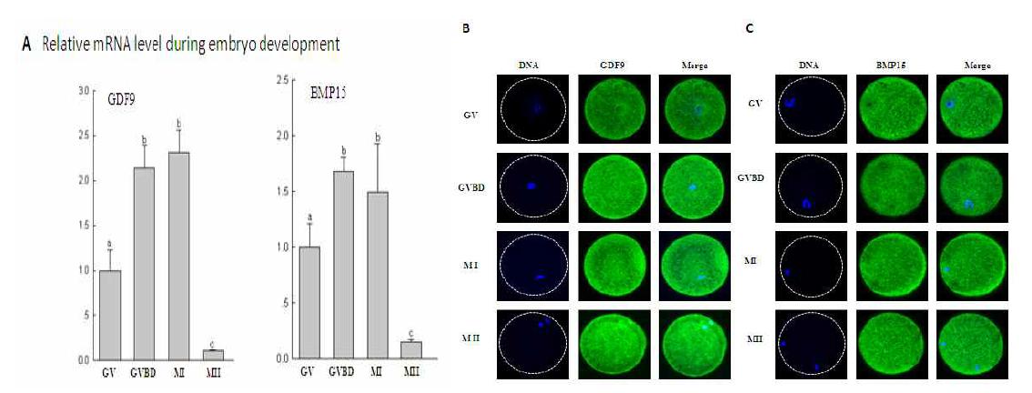 돼지 난자 IVM 동안 GDF9와 BMP15의 mRNA 및 단백질 발현양상.