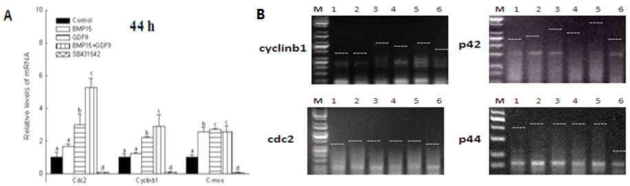 (A) MII 단계의 난자에서 모계유전자의 발현 양상. (B) 돼지난자의 체외성숙과 정에서 MPF (cyclinb1 and cdc2)와 MAPK (p42 and p44)의 poly(A) tail 길이에 미치는 영향.