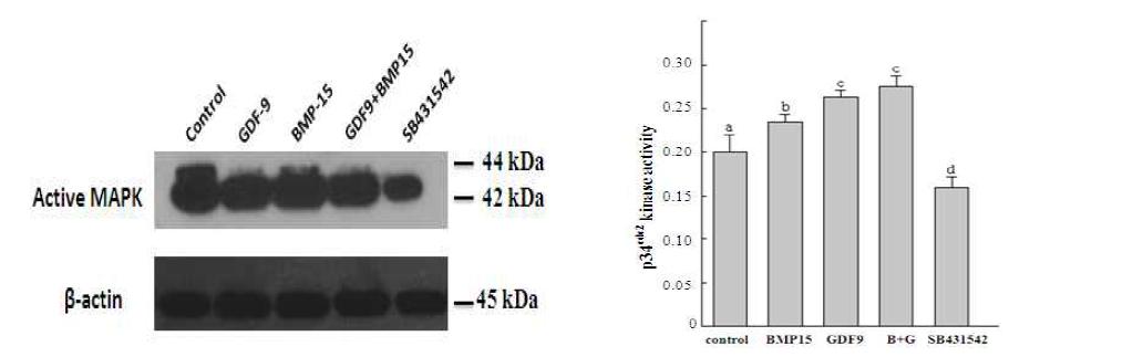돼지 체외성숙 난자의 mitogen-activated protein kinase (MAPK) 활성 및 p34cdc2kinase activity 에 대한 연구