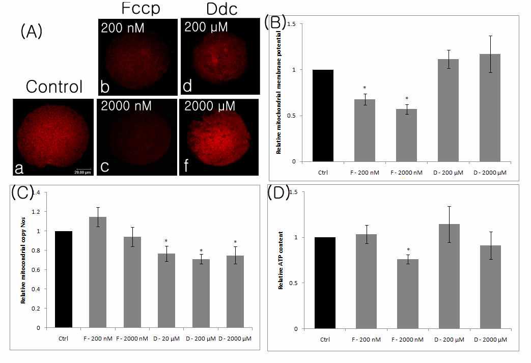 막전위 활동억제제 FCCP, DDC 처리에 따른 난자에서의 미토콘드리아 막전위 (A, B), 미토콘드리아의 상대적인 개수 (C), ATP 함유량 (D)의 변화