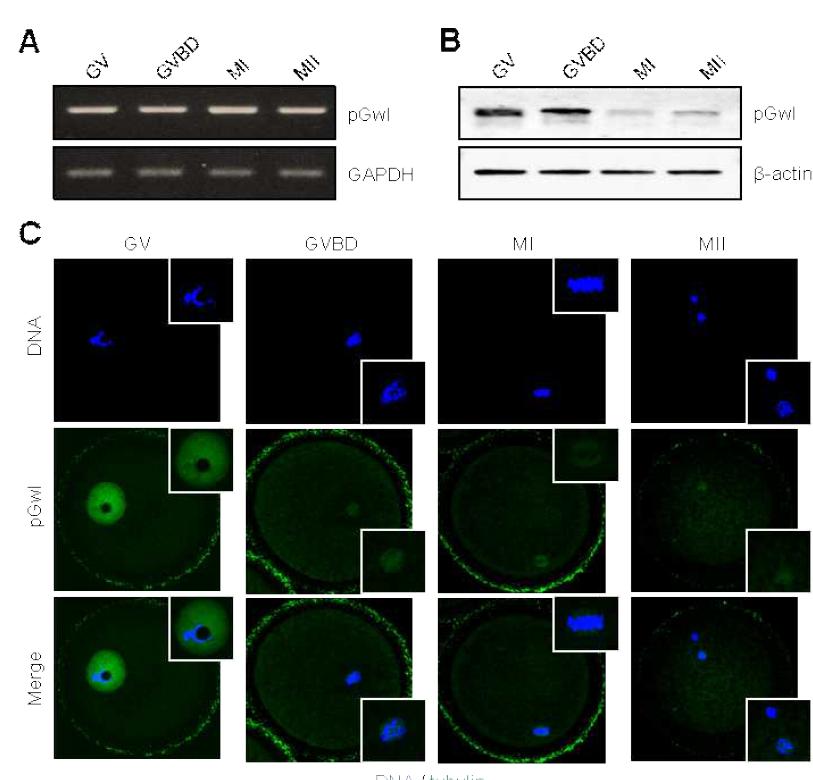 돼지 난자의 성숙과정에서 Gwl의 mRNA (A)와 단백질 (B)의 발현 변화 및 난자에서의 발현 위치 확인 (C).