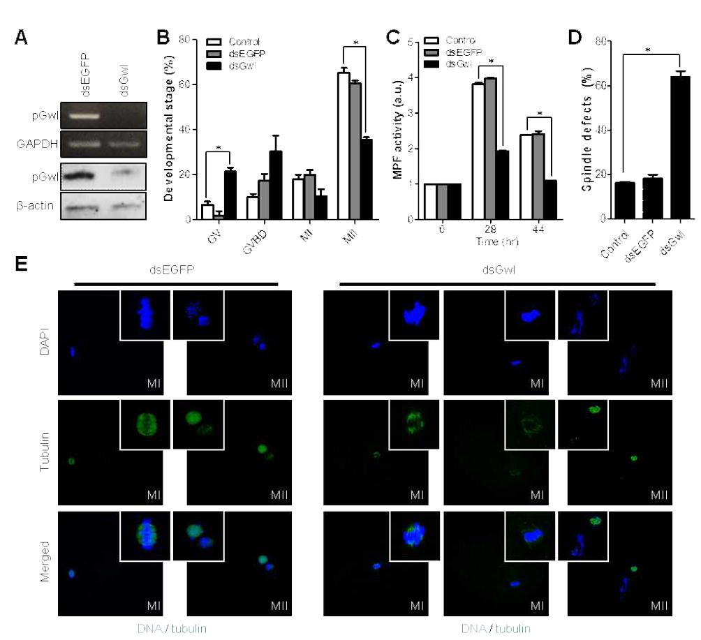 Gwl의 Knockdown이 감수분열에 미치는 영향