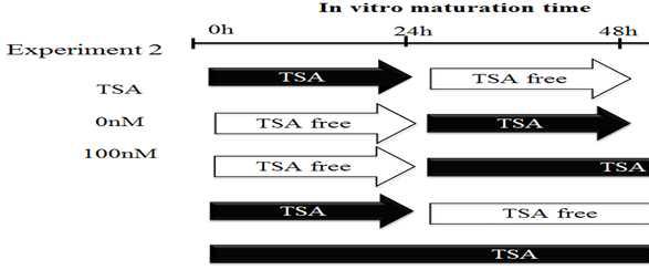 TSA가 돼지난자의 체외성숙시간에 미치는 영향 및 난자 질향상에 미치는 영향