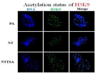 TSA가 배반포에서 히스톤 H3K9의 아세칠화에 미치는 영향.