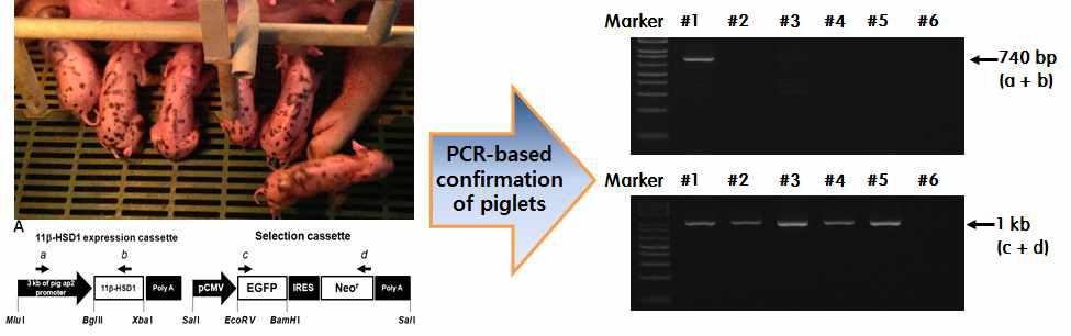 11β-HSD1 유전자 형질전환 돼지에서 유전자 삽입여부 확인