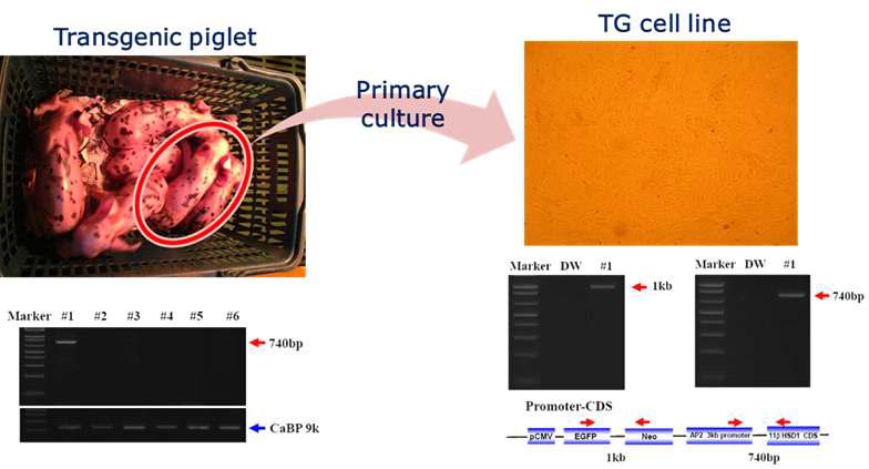 11β-HSD1 유전자 형질전환 복제 돼지 유래 형질전환 세포주 수립 과정