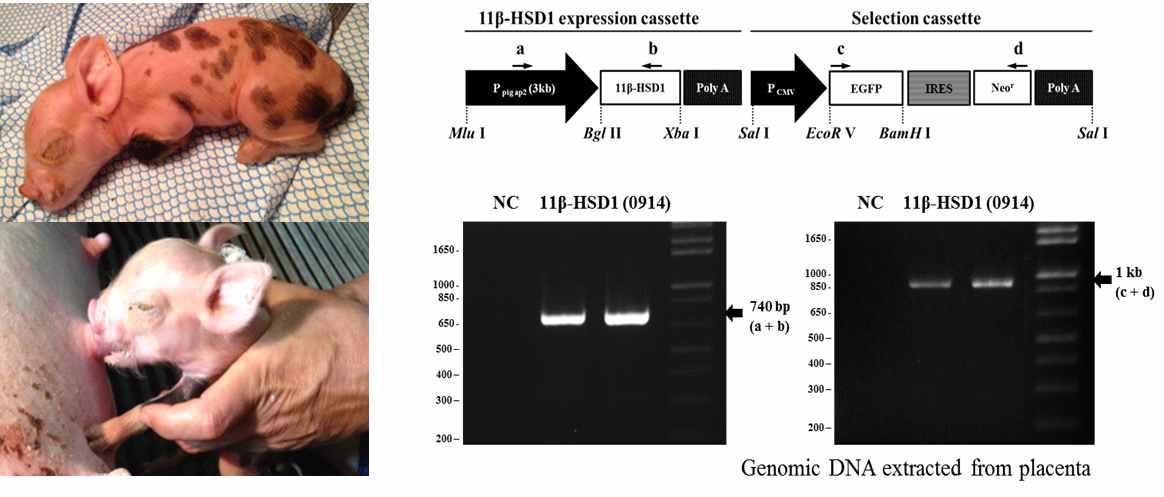 Re-cloning을 통해 태어난 11β-HSD1 형질전환 복제 돼지와 유전자 도입 확인