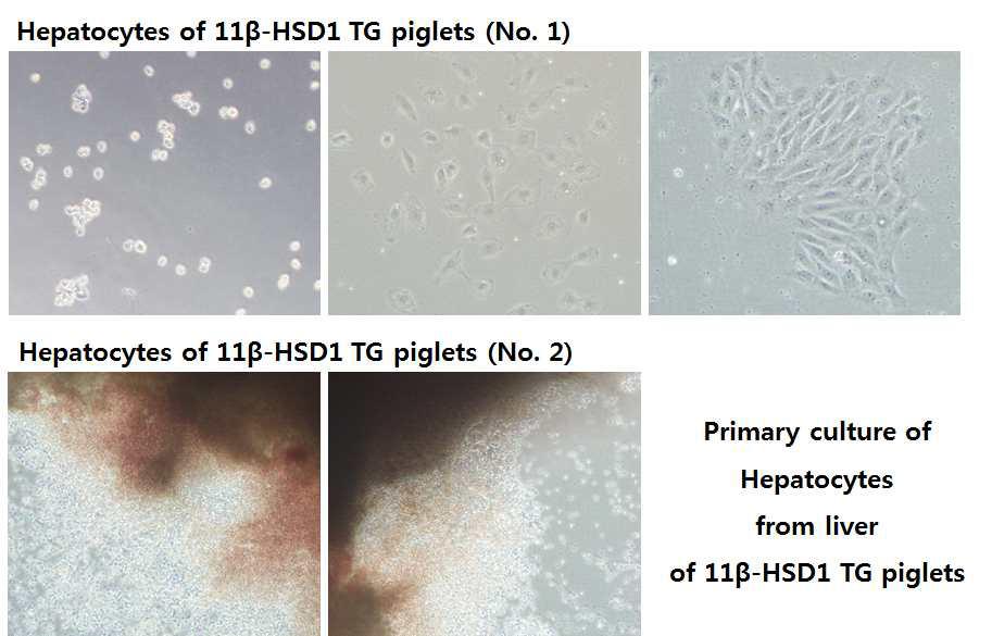 11β-HSD1 유전자 과발현 형질전환 돼지로부터 간세포주 구축