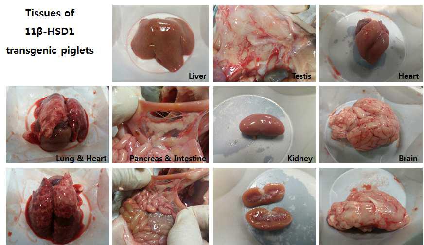 11β-HSD1 유전자 과발현 형질전환 돼지의 장기