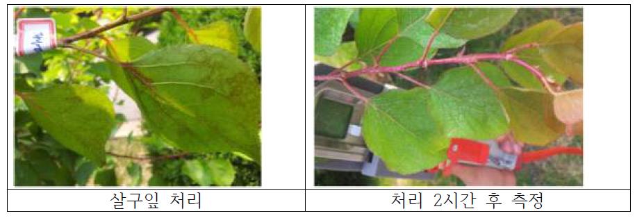 Assay using apricot leaves grown in Suwon city