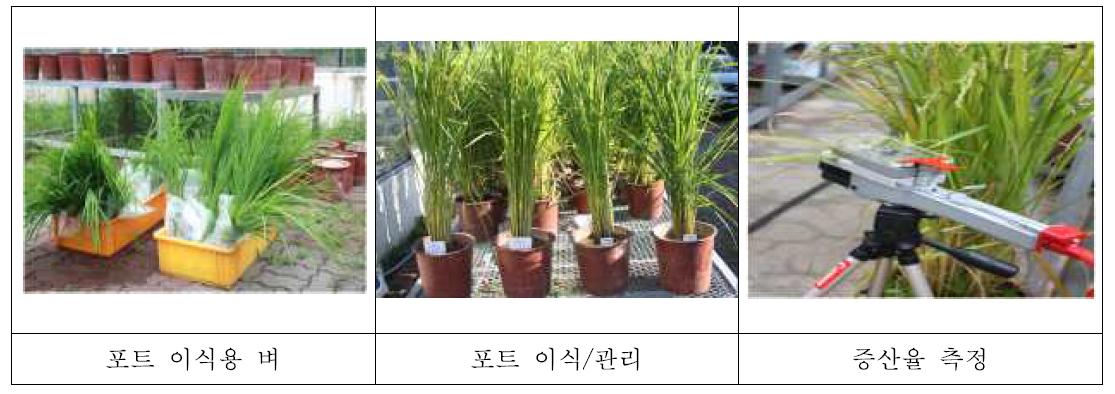 Bioassay using rice plants grown in pots.