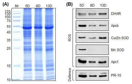 보리새싹 생육시기에 따른 활성산소종 관련 Western blot 분석