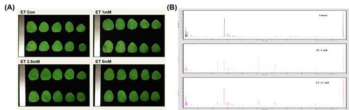 농도별로 ET 처리한 콩잎 및 HPLC 분석
