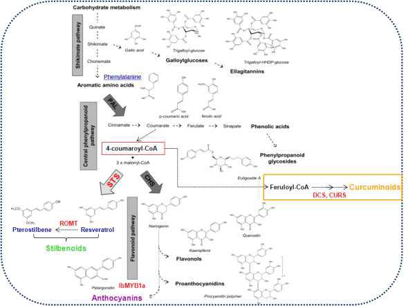 다양한 폴리페놀(flavonoid, stilbenoid, curcuminoid) 화합물의 생합성 경로 및 관련 생합성 유전자 및 조절유전자