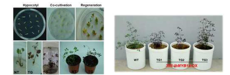 IbMYB1a 유전자 과발현 형질전환 알팔파 식물체 개발