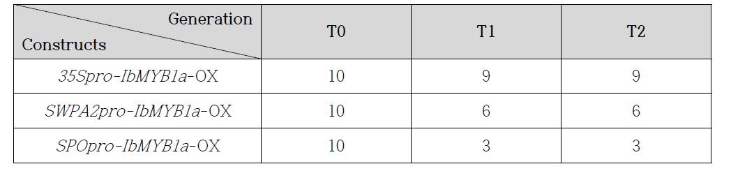 IbMYB1a-OX 형질전환 담배 식물체 개발 및 T0, T1, T2 세대 라인 선발