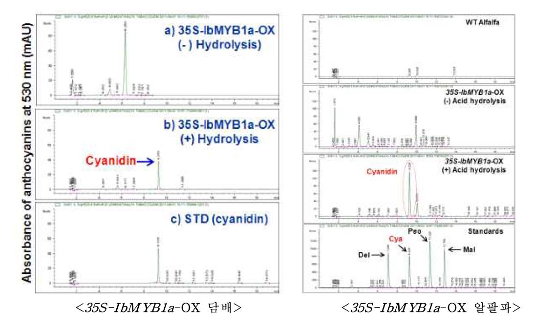 35S-IbMYB1a-OX 형질전환 담배(좌) 및 알팔파(우) 식물체에서 생성된 자색 안토시아닌의 정성 분석(HPLC)