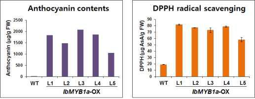 IbMYB1a 유전자 과발현 형질전환 알팔파 식물체에서 안토시아닌 및 DPPH 자류라디칼 제거활성 능력 조사