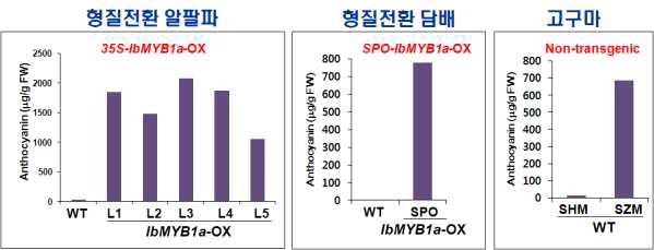 IbMYB1a-OX 형질전환 알팔파 및 담배 식물체의 잎 조직에서 생성되어지는 안토시아닌의 정량 분석(표준물질 cyanidin 기준 fresh weight 당 안토시아닌 생성량: μg/g FW)