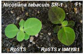 RpSTS와 IbMYB1a의 동시 과발현 형질전환 담배 식물체(RpSTS-OX x IbMYB1a-OX, F1 세대)의 잎 색깔 변이 표현형 관찰을 통한 IbMYB1a 유전자 과발현 형질전환 담배 식물체(F1)의 선발