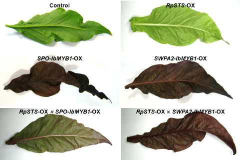 RpSTS와 IbMYB1a의 동시 과발현 교배 담배 식물체(RpSTS-OX x IbMYB1a-OX, F1 세대)의 잎 색깔 변이 표현형 관찰